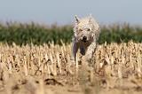 BOUVIER DES ARDENNES 130